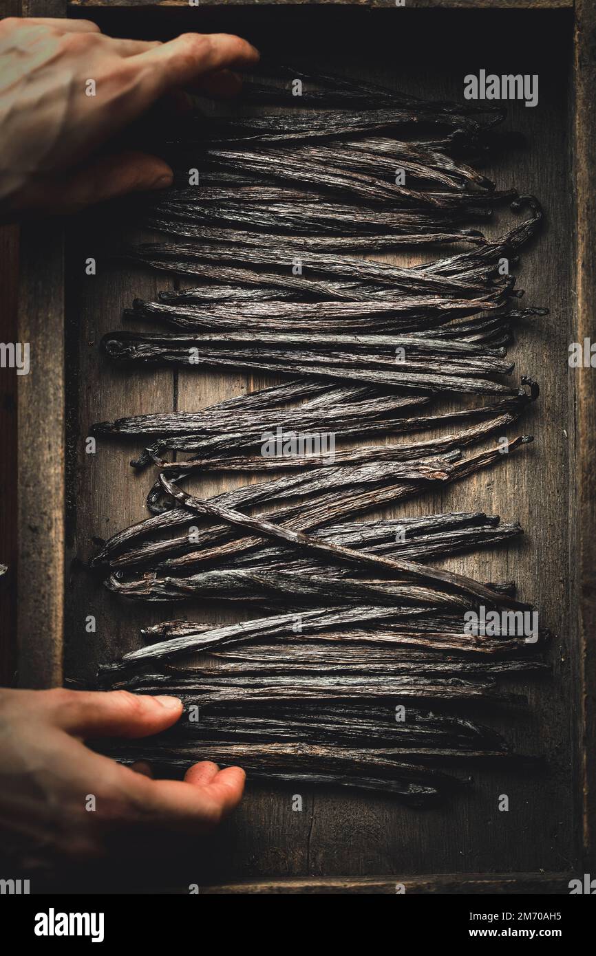 Vanilla Beans on a wooden board with hands Stock Photo