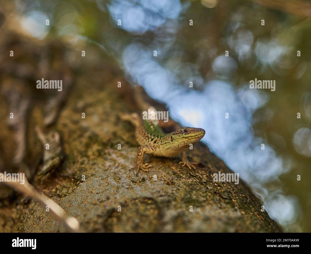 Small lizard hidden in jungle hi-res stock photography and images - Alamy