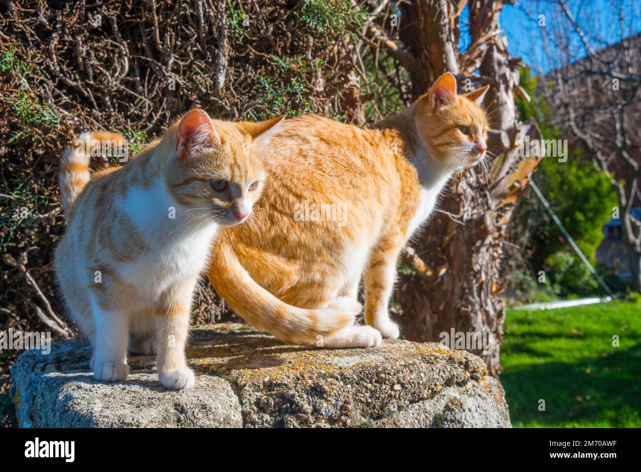 Two tabby and white cats Stock Photo Alamy