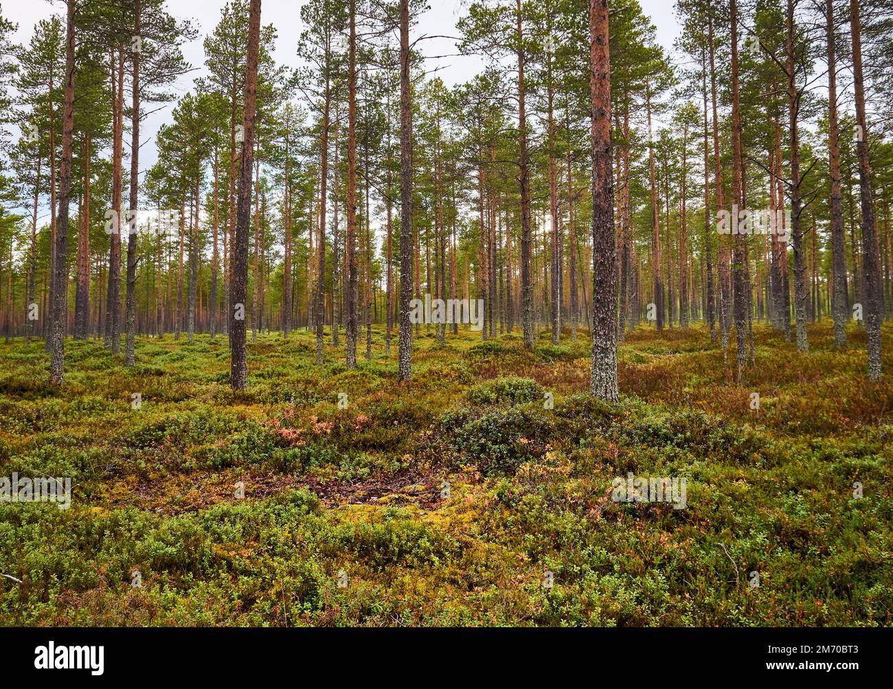 Beautiful shot lush forest hi-res stock photography and images - Alamy