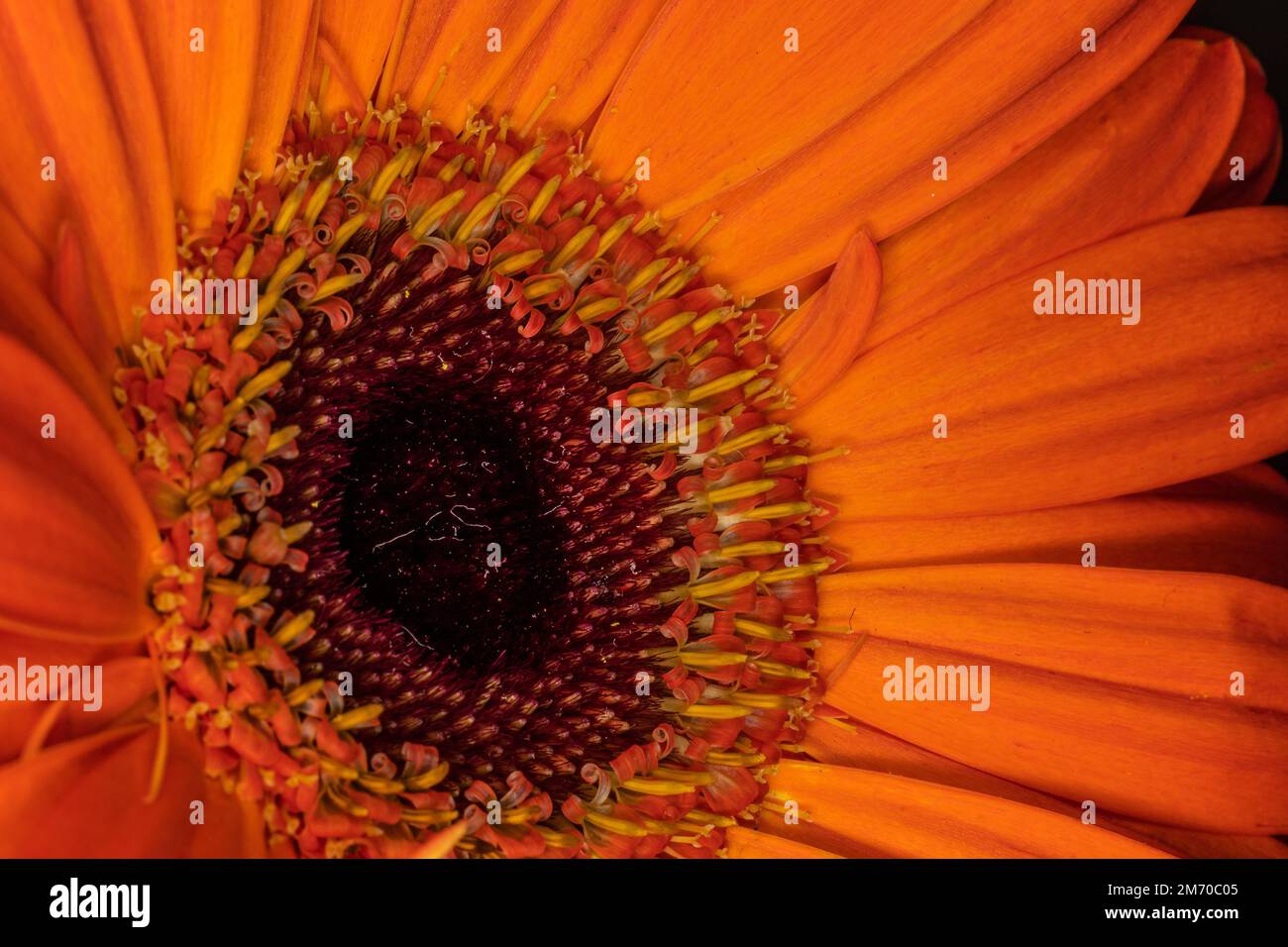 Gerbera macro close up shot Stock Photo