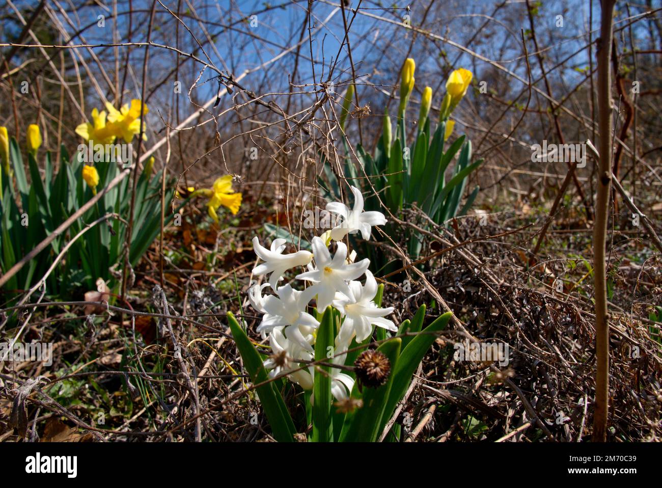 Daffodils and orchids bloom, early spring in Pennsylvania Stock Photo