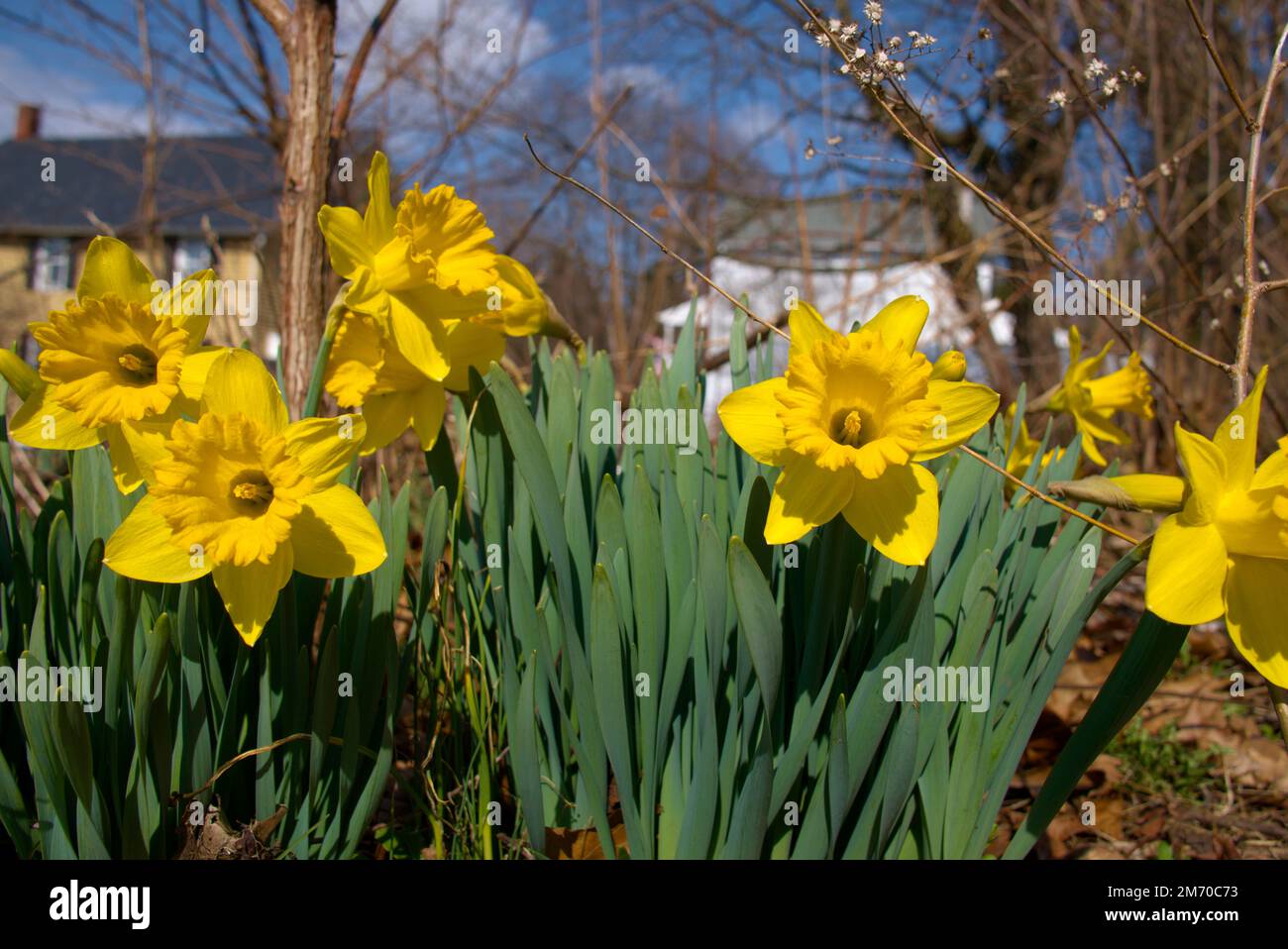 Daffodils bloom, early spring in Pennsylvania Stock Photo - Alamy