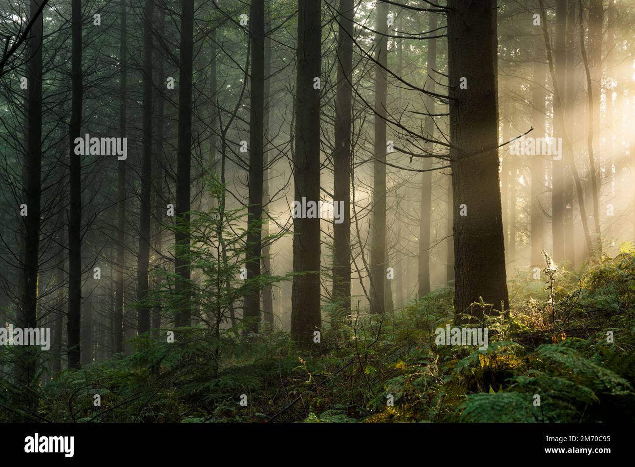 Morning mist in woodland near Trellech, Monmouthshire. Stock Photo