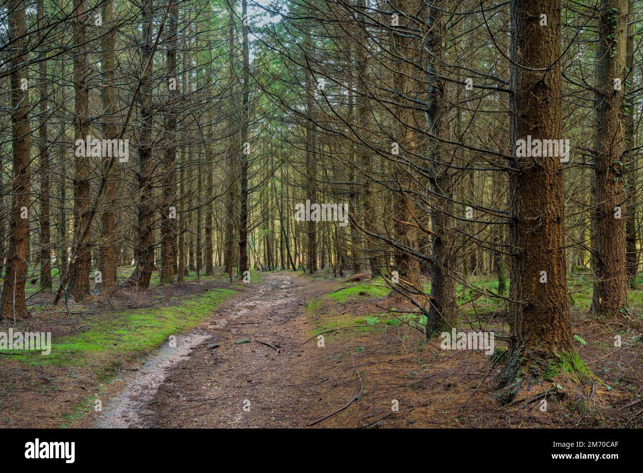 Gravel track through bare Larch trees. Stock Photo