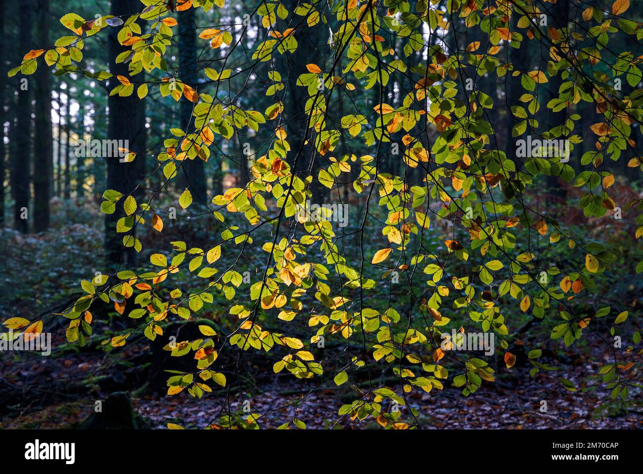 Curtain of beech leaves hi-res stock photography and images - Alamy