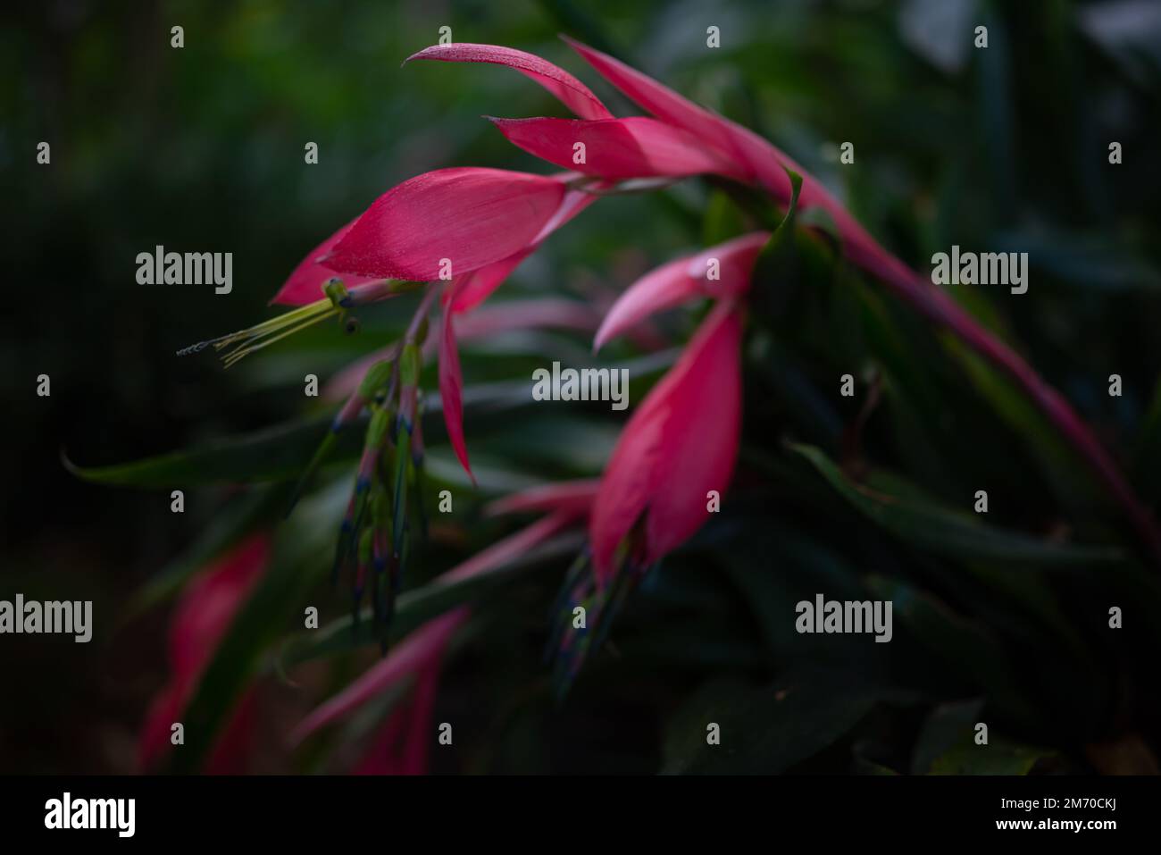 Pink flowers of Friendship-plant or Queens-tears. Blossoms of Billbergia nutans Stock Photo
