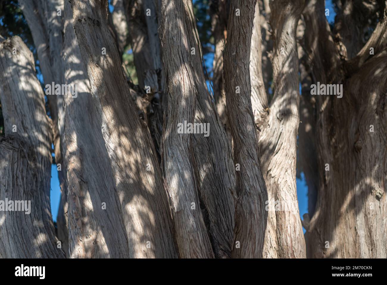 Bark texture closeup of Cupressus benthamii or Mexican cypress Stock Photo