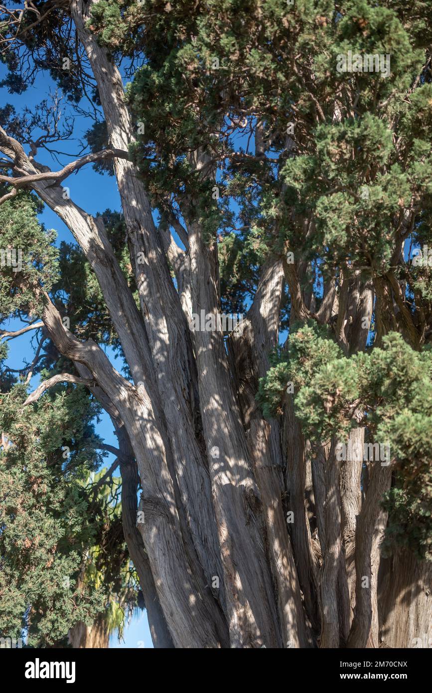Cupressus benthamii or Mexican cypress. Monumental tree view Stock Photo