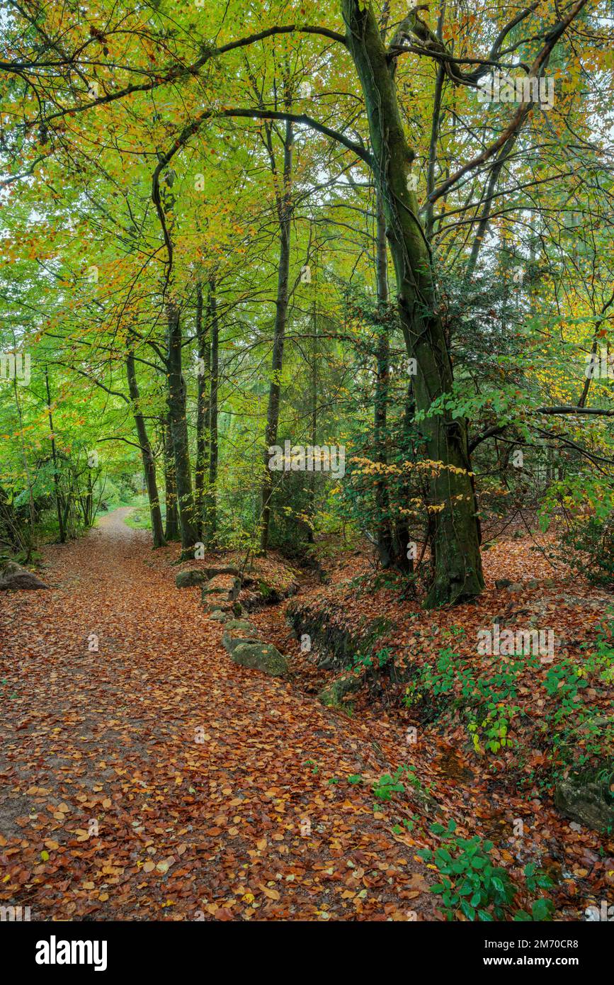 Carpet of autumn leaves in woodland near Monmouth, South Wales. Stock Photo