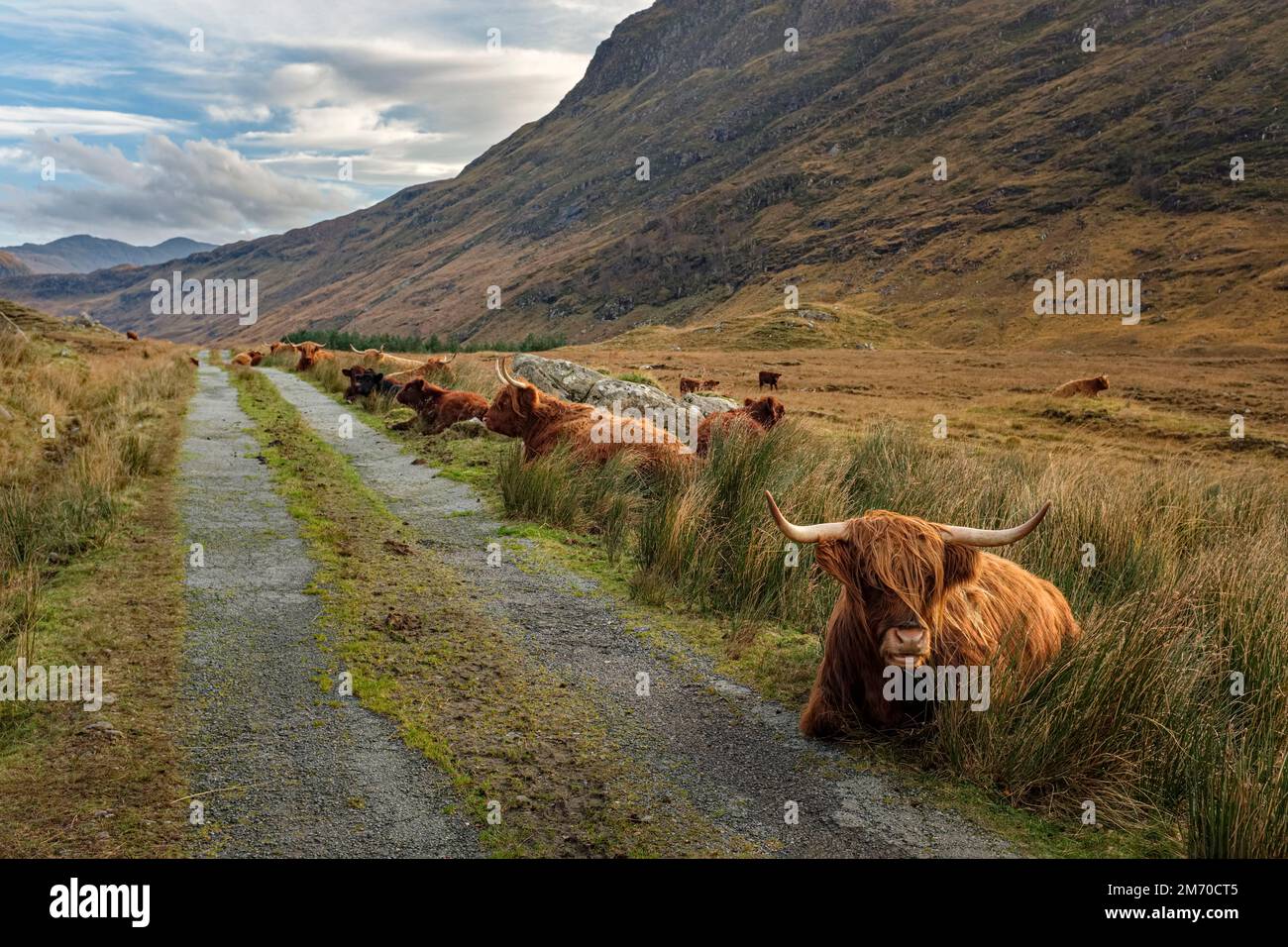 Highland cattle on the Inverinate Estate, Scotland. Stock Photo