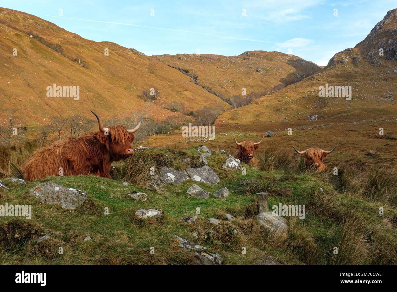 Highland cattle on the Inverinate Estate, Scotland. Stock Photo
