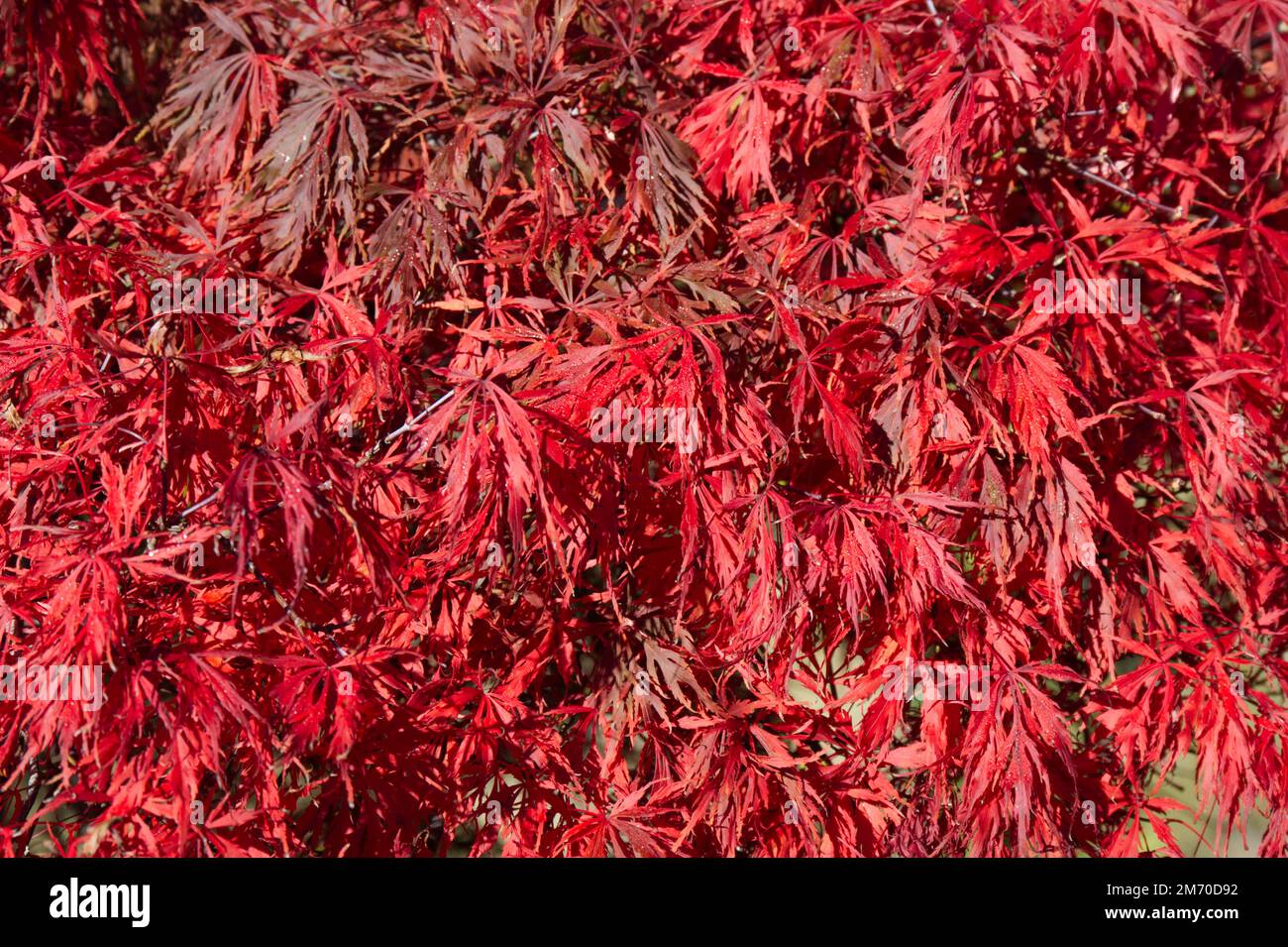 Autumn colour of Acer Japonicum Aconitifolium in UK garden October Stock Photo