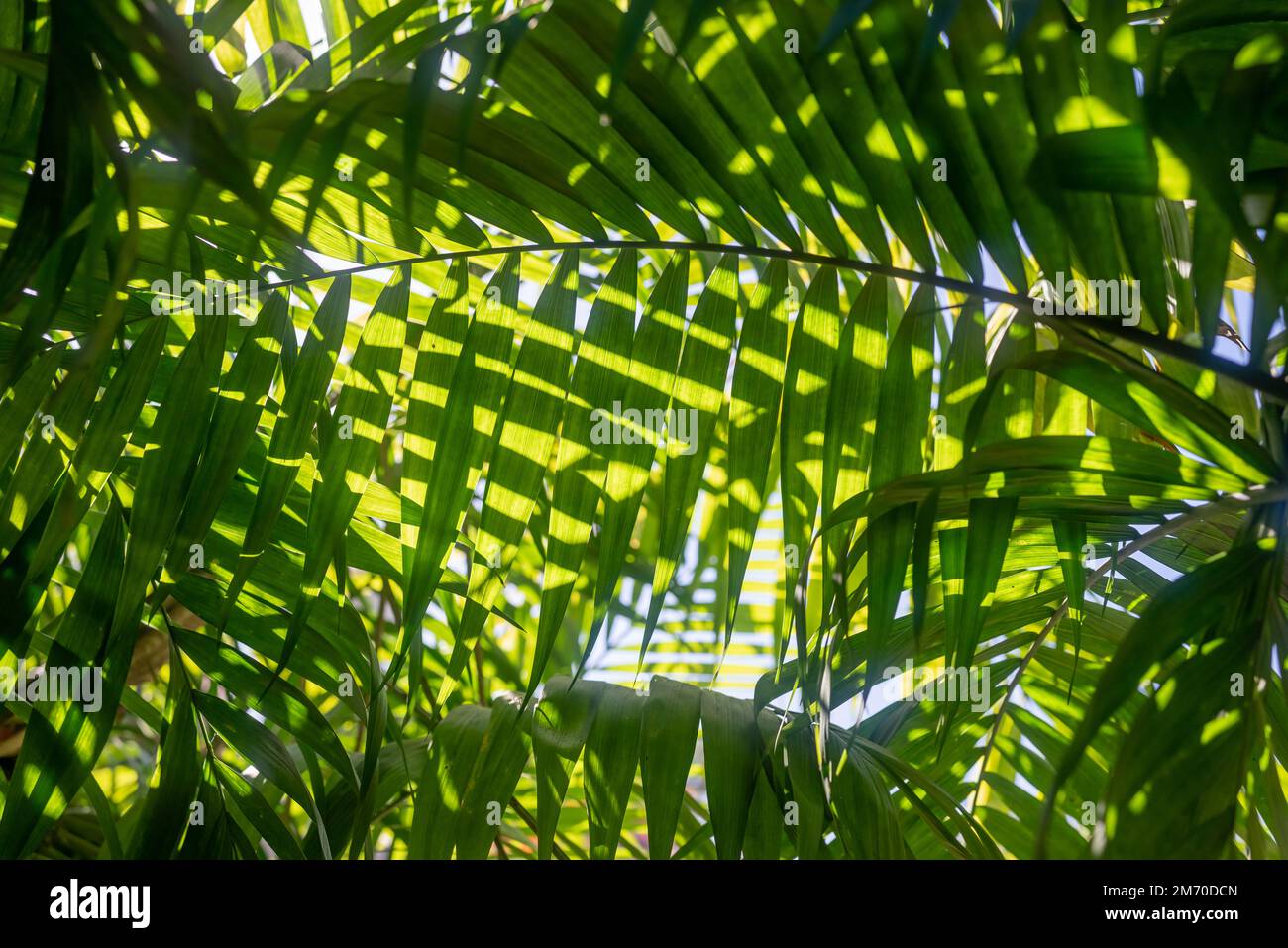 Mostly blurred green tropical leaves background. Palm tree shaped pacaya foliage Stock Photo