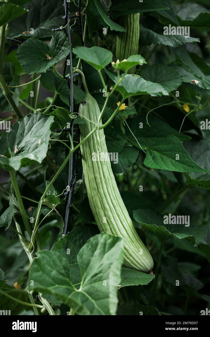 A green armenian cucumber on a garden trellis Stock Photo Alamy