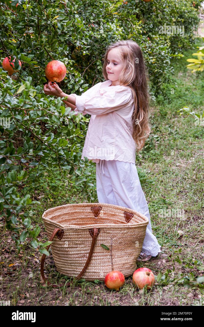 A beautiful smiling fair-haired girl collects pomegranates in a pomegranate garden. The season for picking pomegranates. Spain, bio fruit Stock Photo