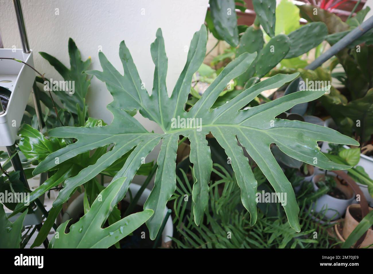 Philodendron Bipinnatifidum, Philodendron bipinnatifidum Schott ex Endl or Philodendron plant Stock Photo