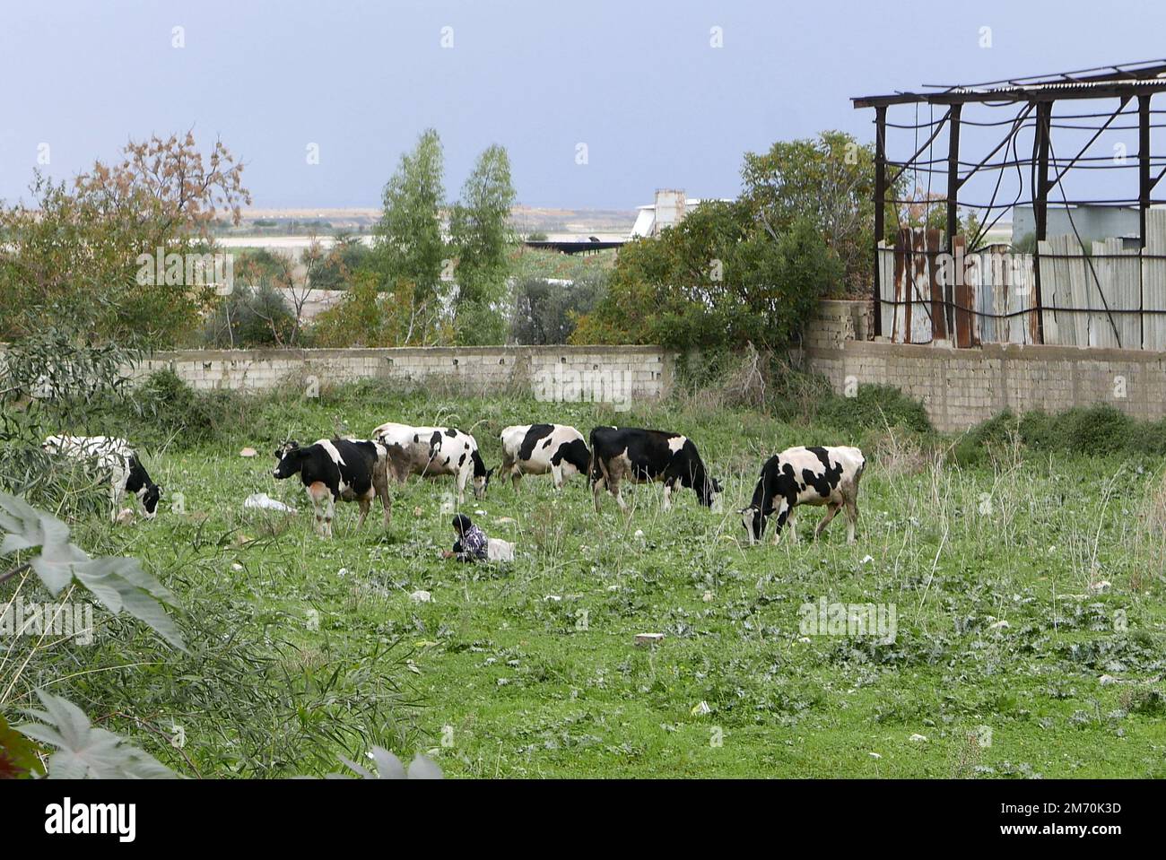 Animal slaughtering according to Muslim halal rules in a village near