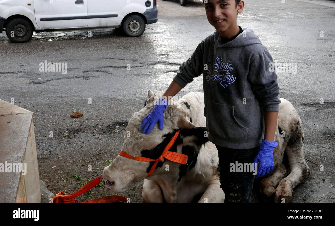 Animal slaughtering according to Muslim halal rules in a village near