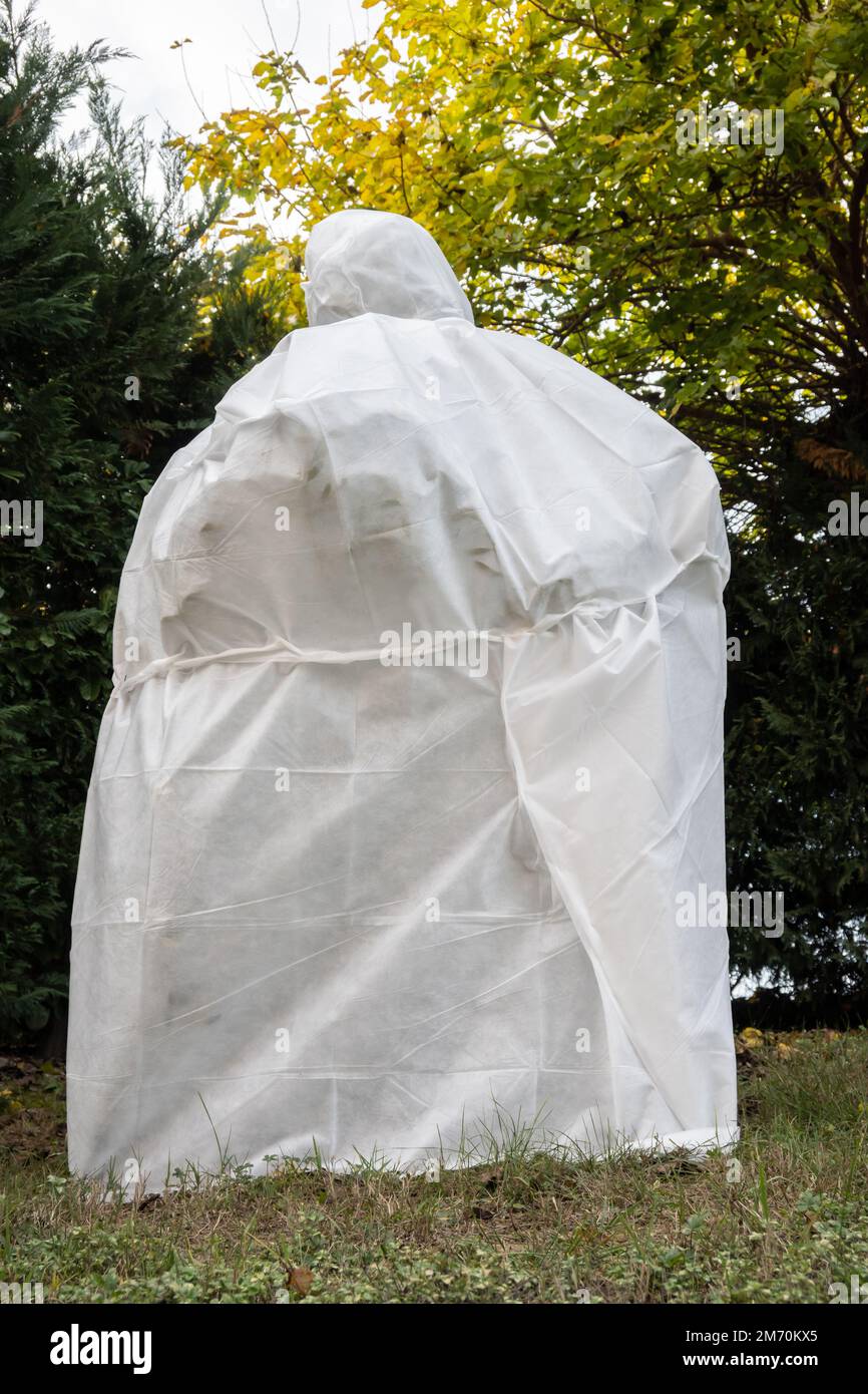 Olive tree covered with a special technical fabric to protect it from