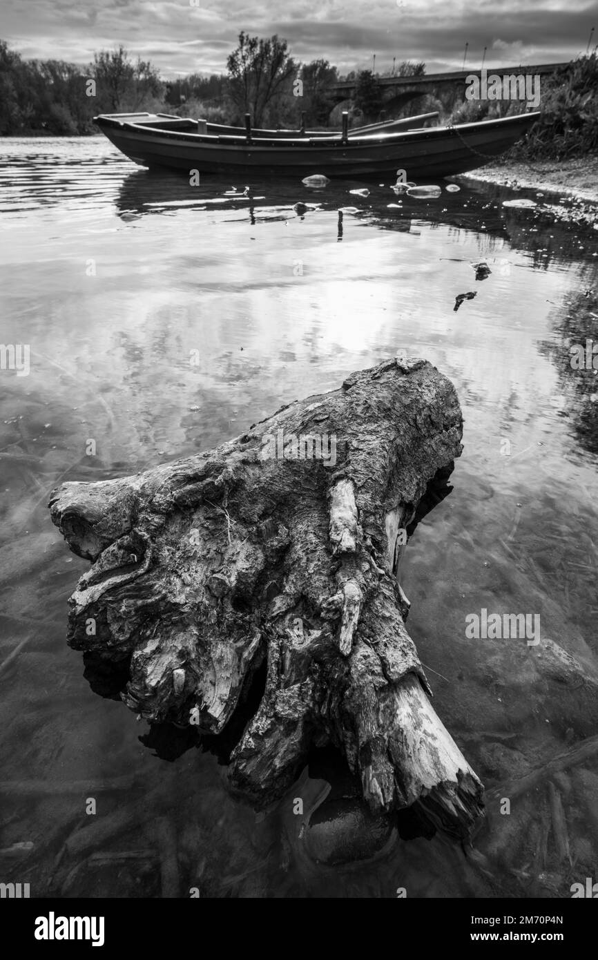 Driftwood tree root washed up by the river Tweed, Kelso, Scotland Stock Photo