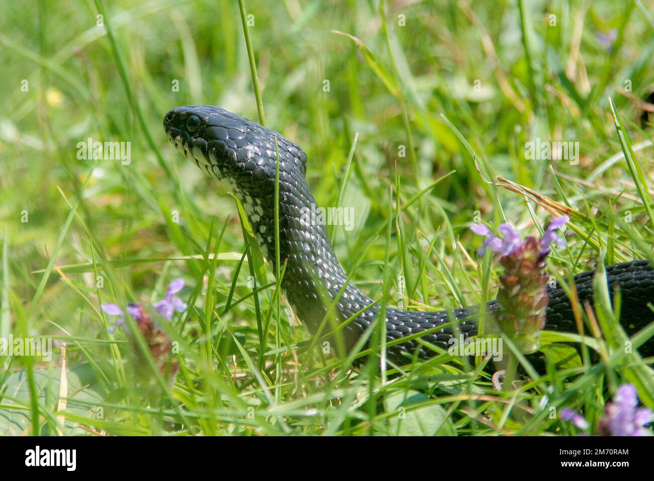 Grass snake (Natrix natrix), sometimes called the ringed snake or water