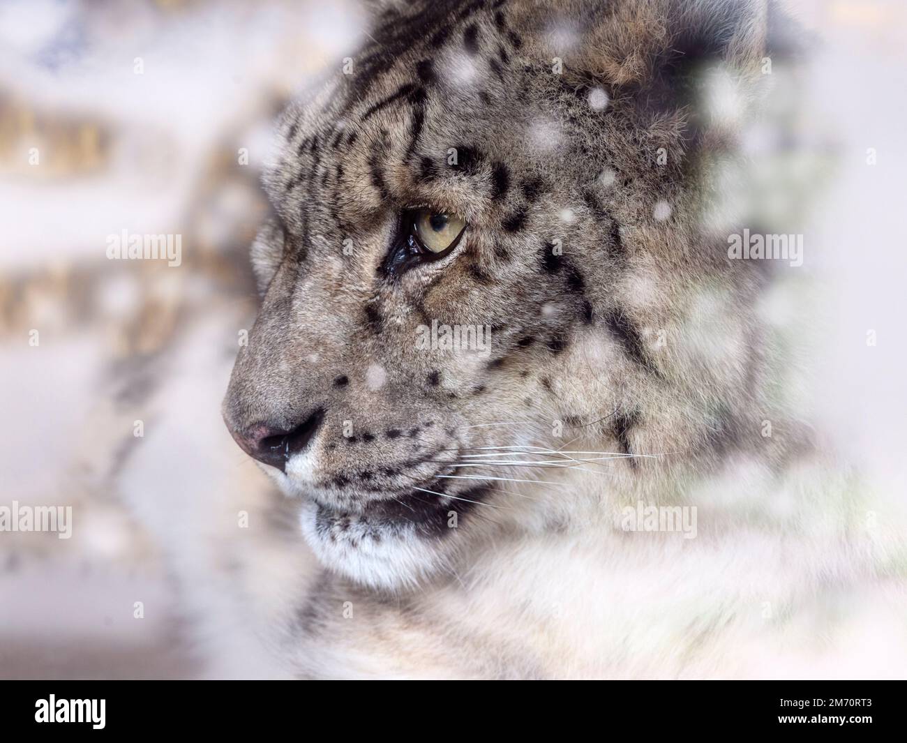 Snow leopard or ounce Panthera uncia in snow storm Stock Photo