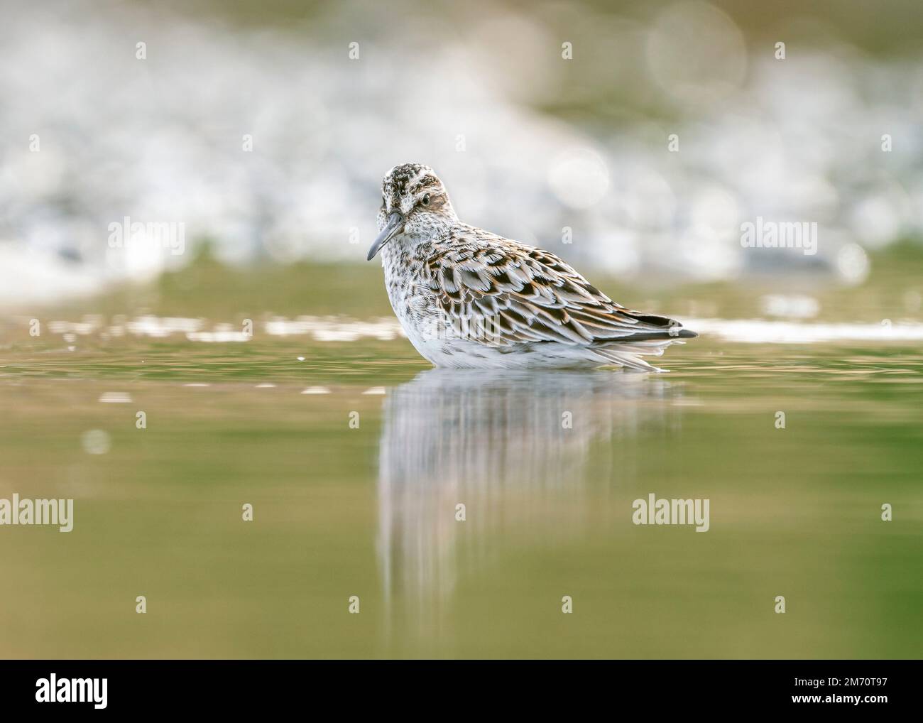 Broad-billed sandpiper (Calidris falcinellus) is a small wading bird of the Scolopacidae family. Broad-billed sandpiper in a typical biotope on the sh Stock Photo