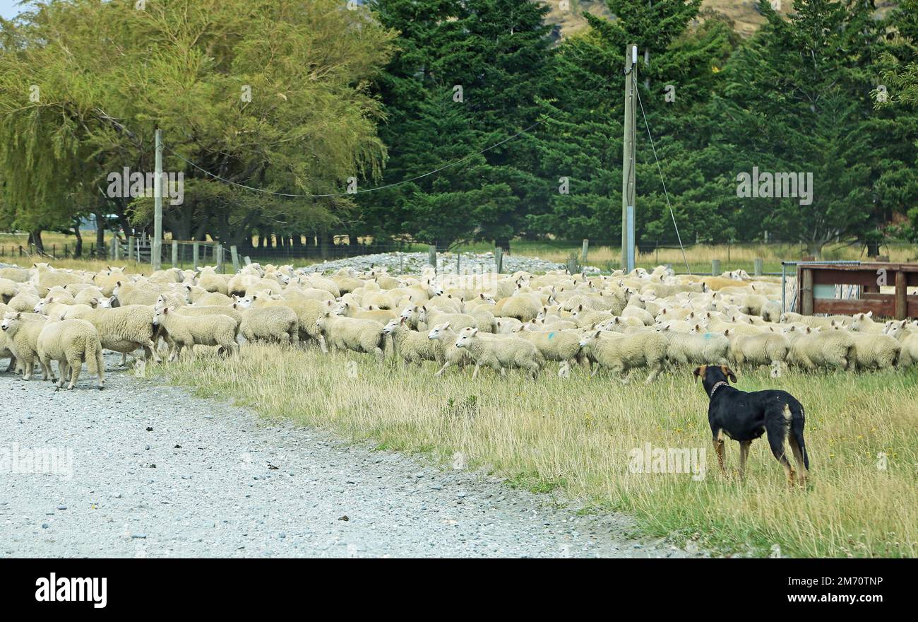 Sheep and dog New Zealand Stock Photo Alamy