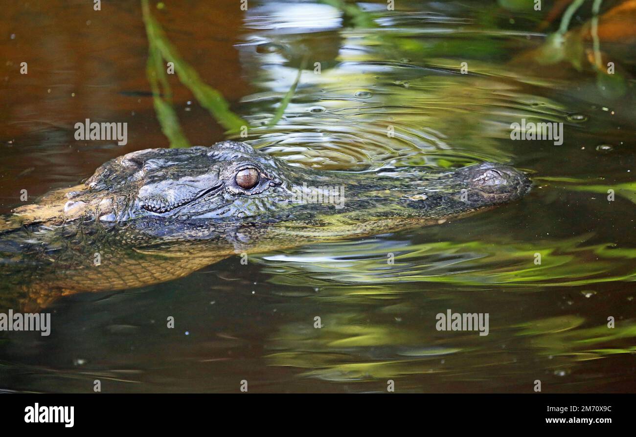 Alligator eye - Cajun swamp, Louisiana Stock Photo