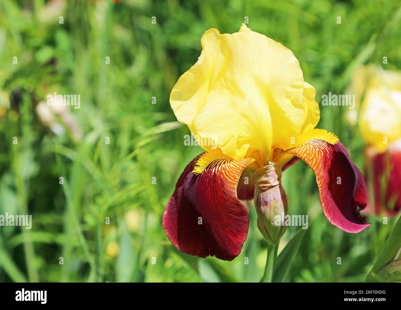 Yellow red Iris Stock Photo - Alamy