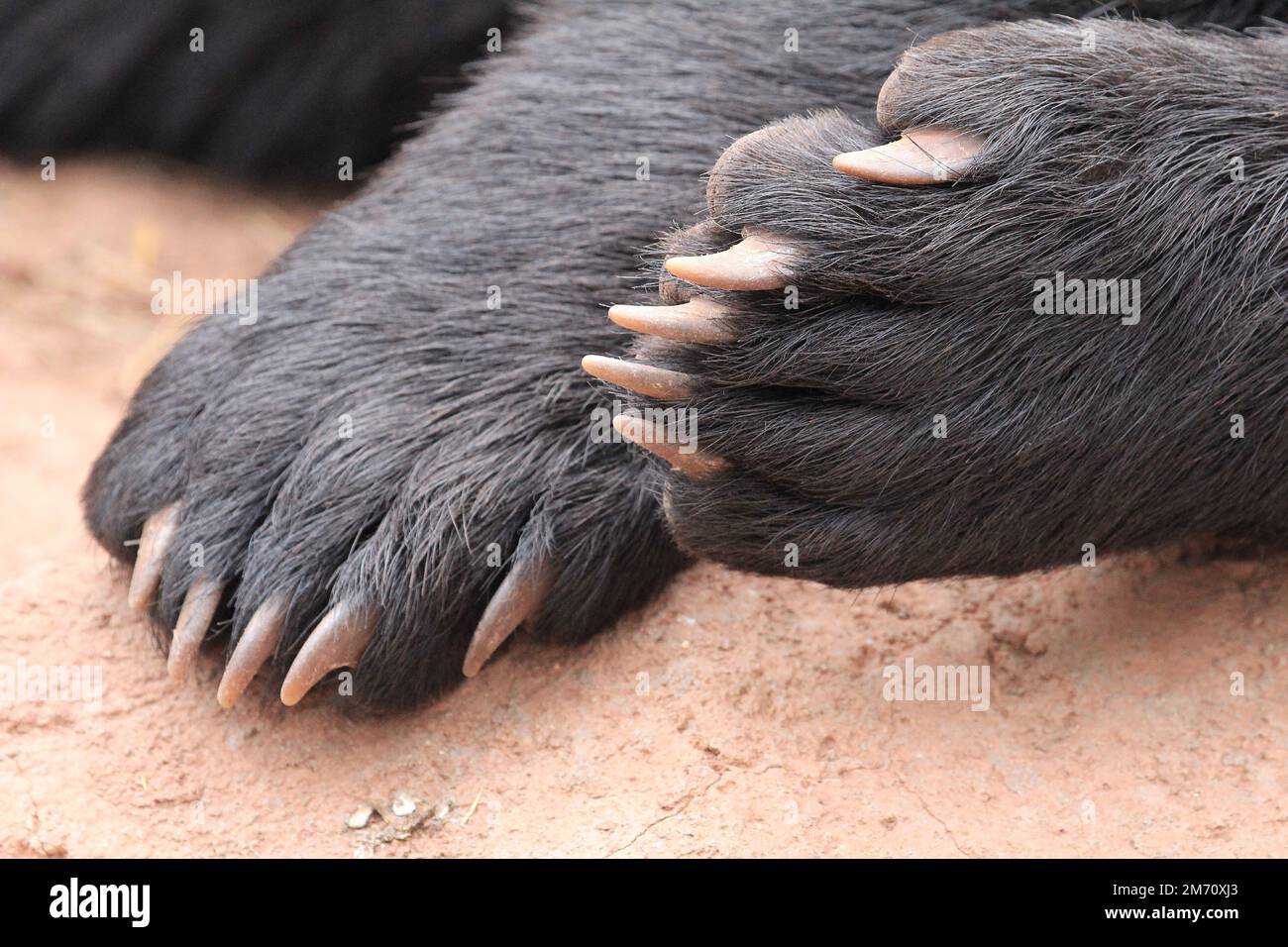 Black bear paw with claws Stock Photo Alamy