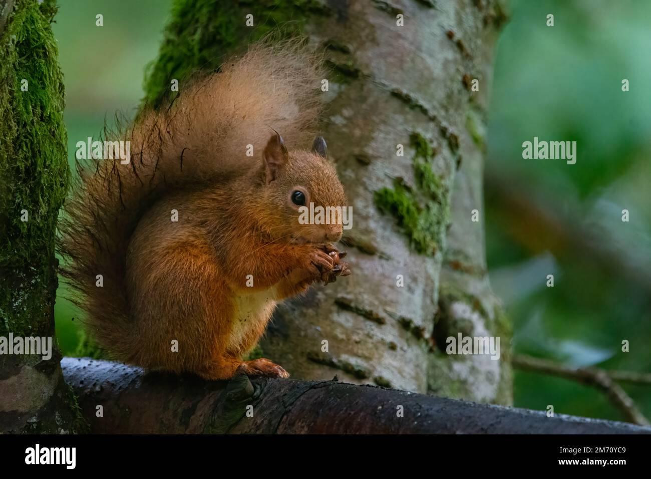 Red Squirrel (Sciurus vulgaris) enjoying a nut at Cluny House Gardens