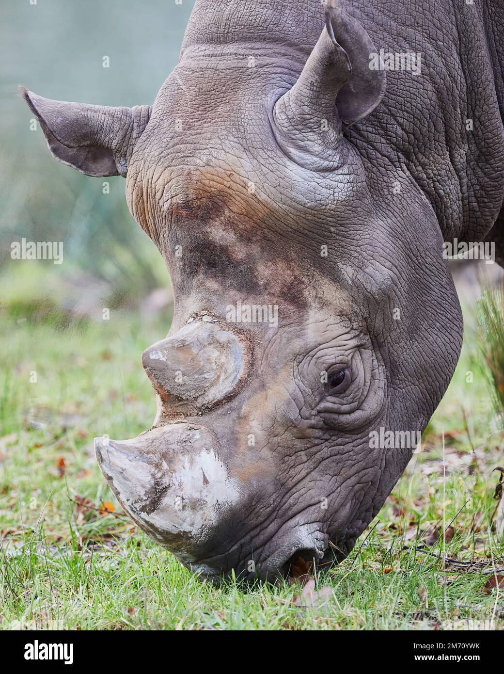Close-up portrait of the head of a grass grazing Black Rhinoceros Stock Photo