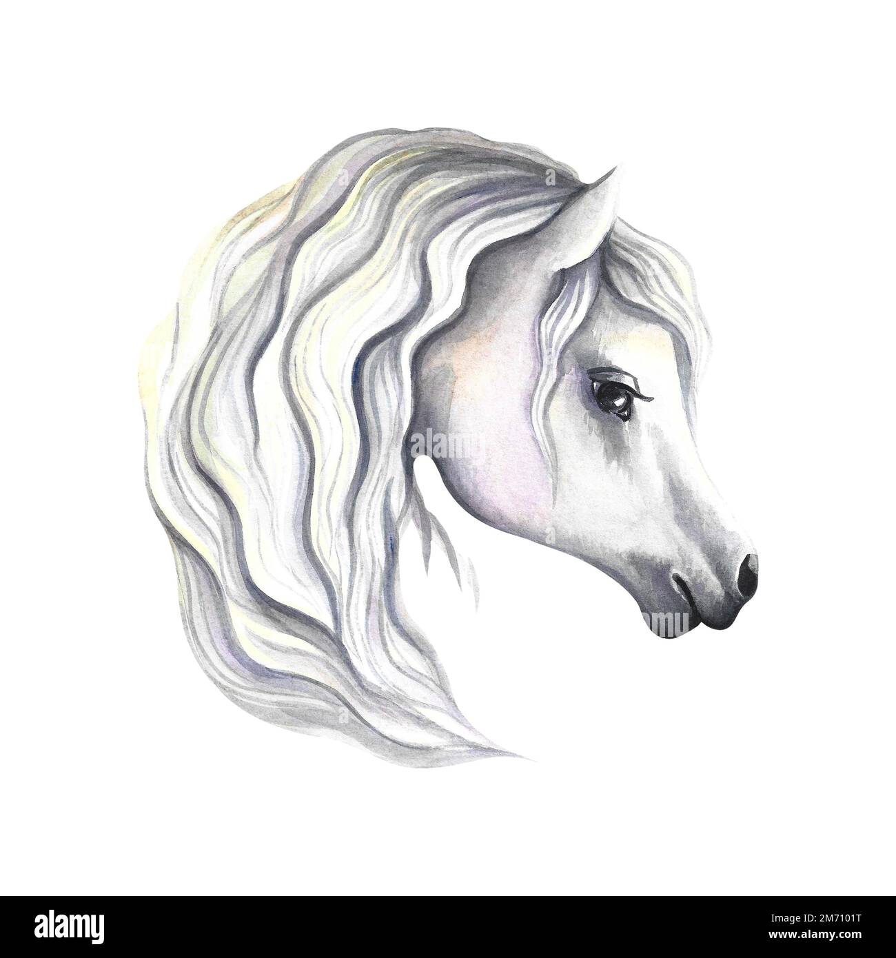 Portrait of a white horse. Watercolor illustration. For prints, stickers and labels. For postcards, business cards and packaging. For banners posters Stock Photo