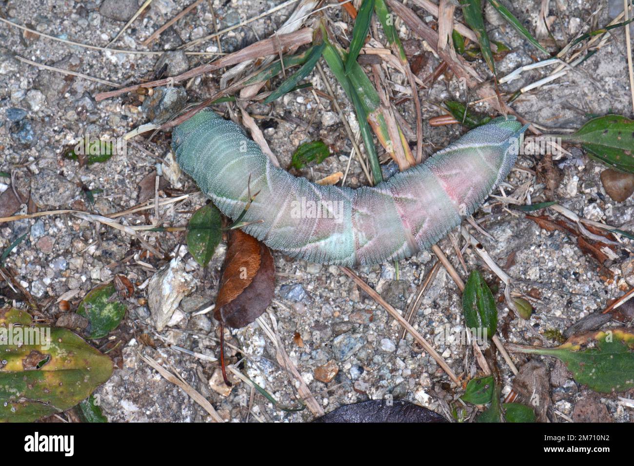 Macro of butterfly larva . Big catepillar Stock Photo - Alamy