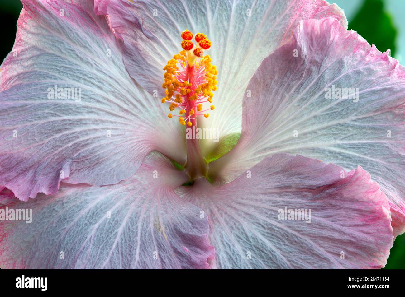 Pink Hibiscus Flower Close Up and Focus Stacked Stock Photo