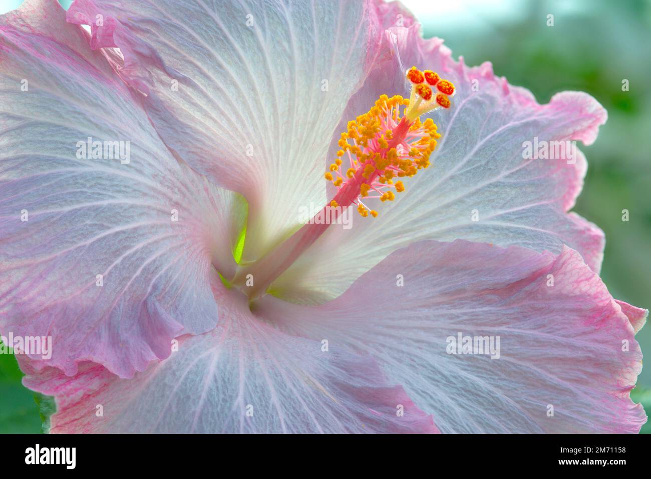 Pink Hibiscus Flower Close Up and Focus Stacked Stock Photo - Alamy