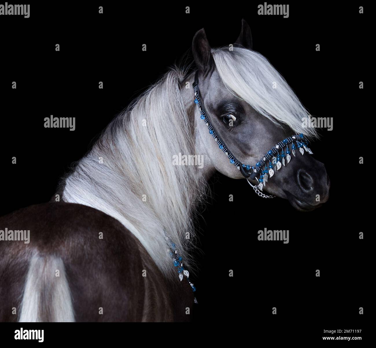 Silver-black American Shetland Pony. Close up portrait on black background. Stock Photo