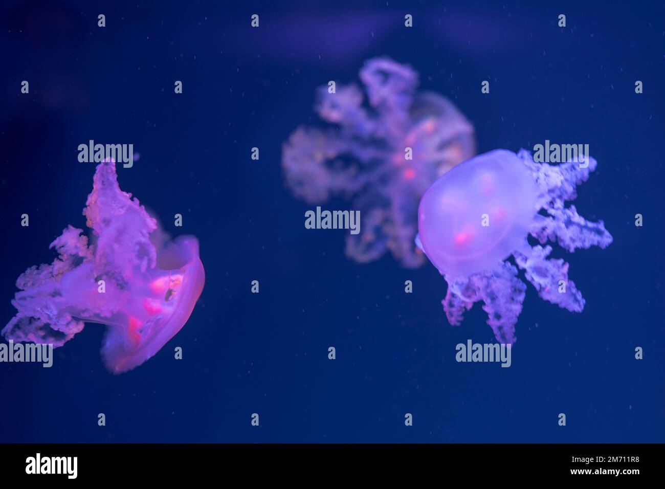 Jellyfish floating in the ocean-sea, the light passes through the water ...