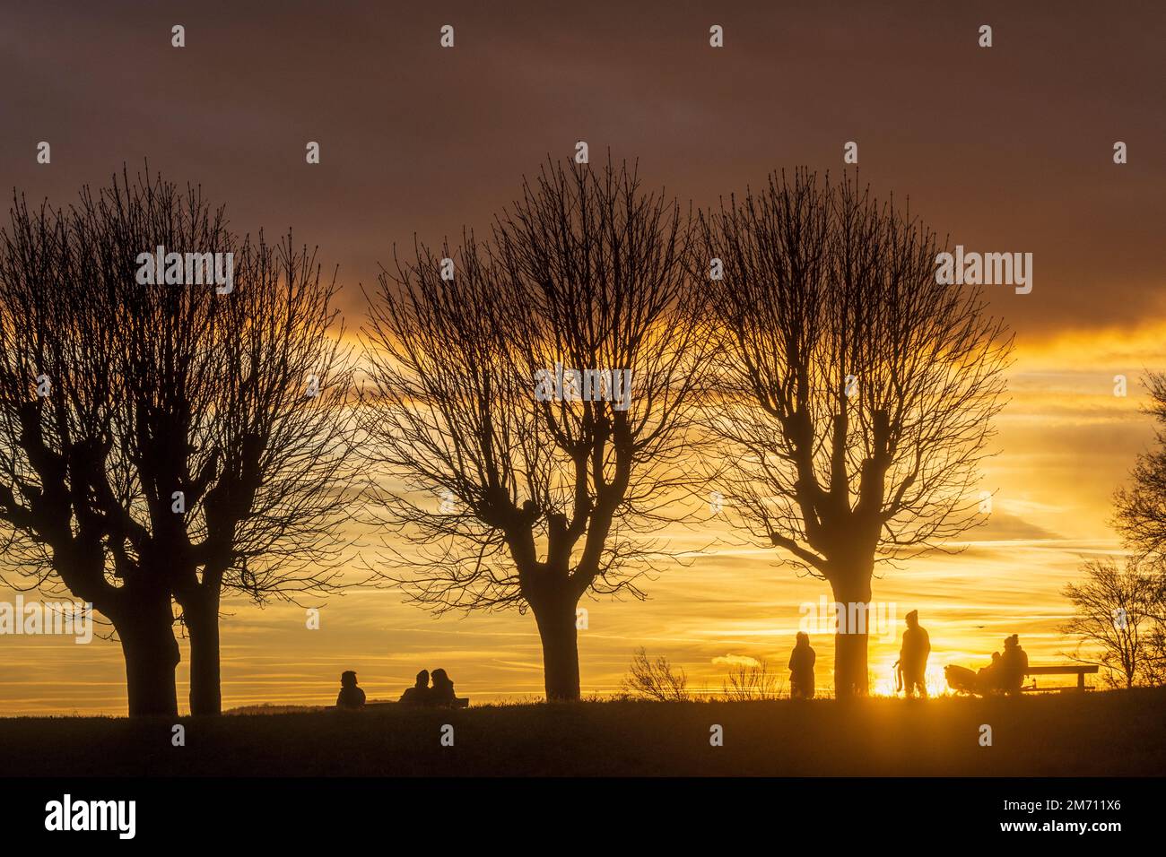 Wien, Vienna meadow and viewpoint Bellevuewiese, leafless trees, fiery