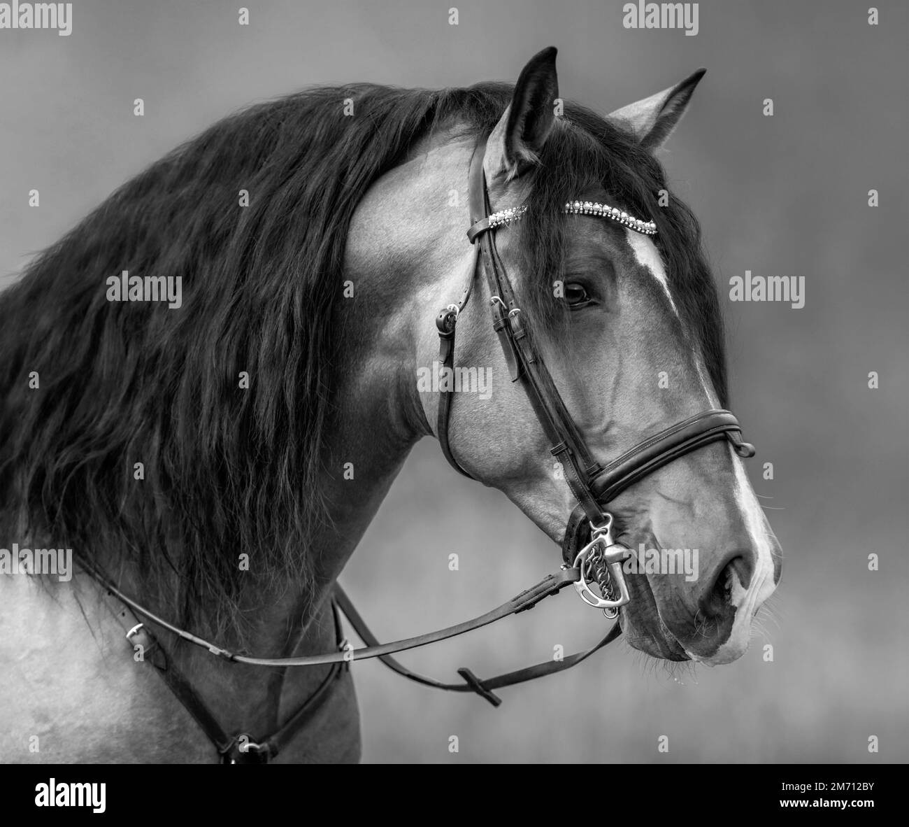 Spanish horse with long mane and forelock in bridle. Black and white portrait. Stock Photo