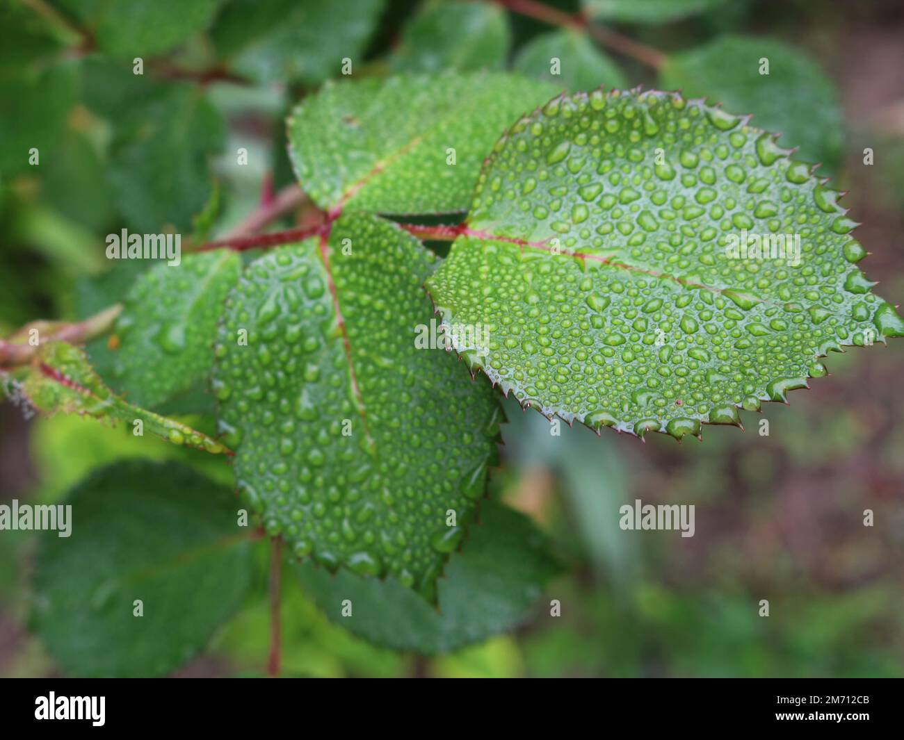 texture of raindrops or dewdrops on a green leaf with spiky edges close-up, natural background fading into blur with leaves of rose bushes Stock Photo
