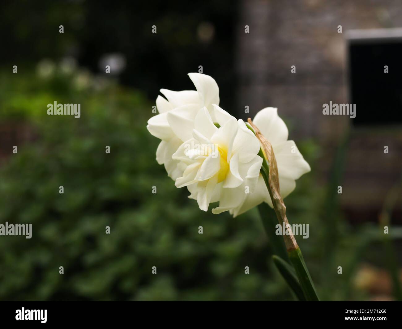 A closeup shot of a blooming white beautiful double hybrid daffodil flower Stock Photo