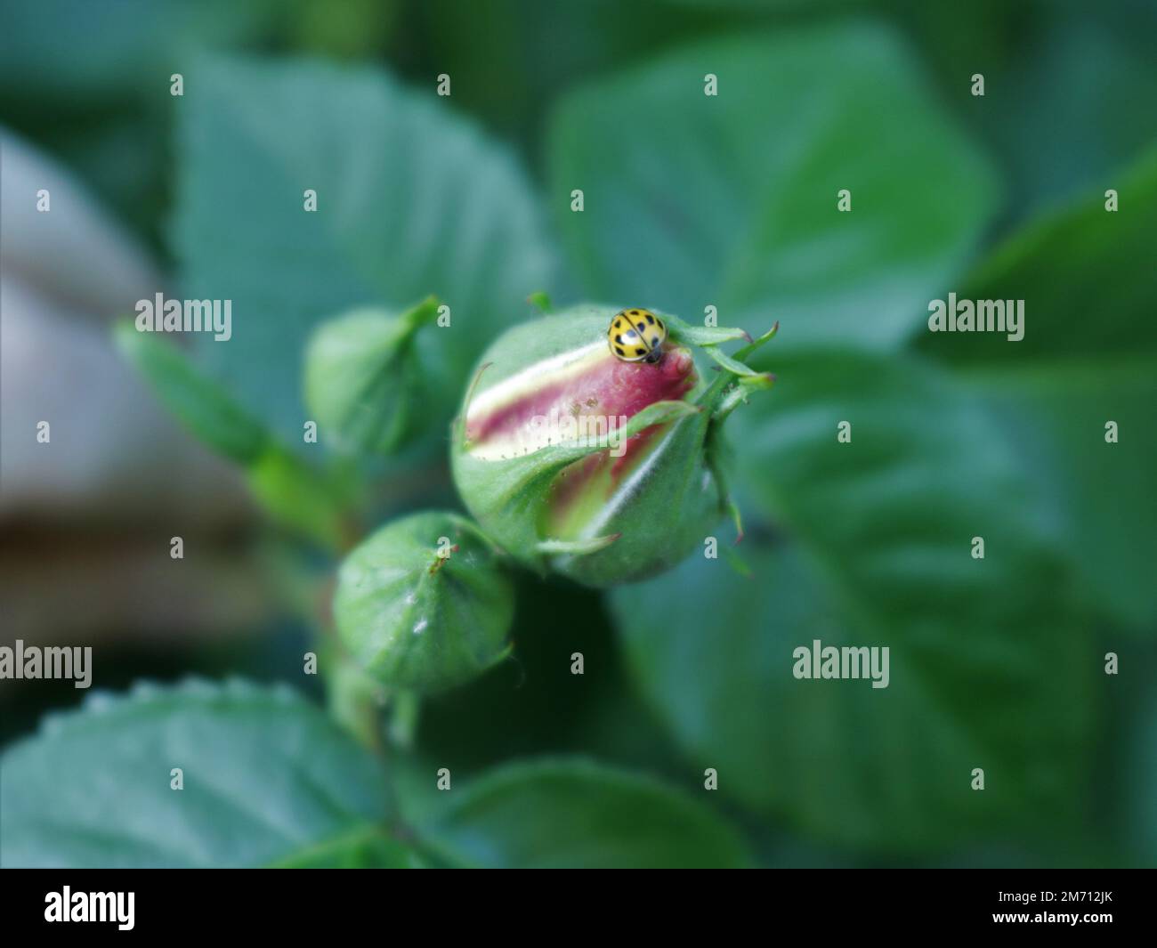 tiny yellow ladybug on an unopened rose bud in a defocused space of a green rose bush, a bug in