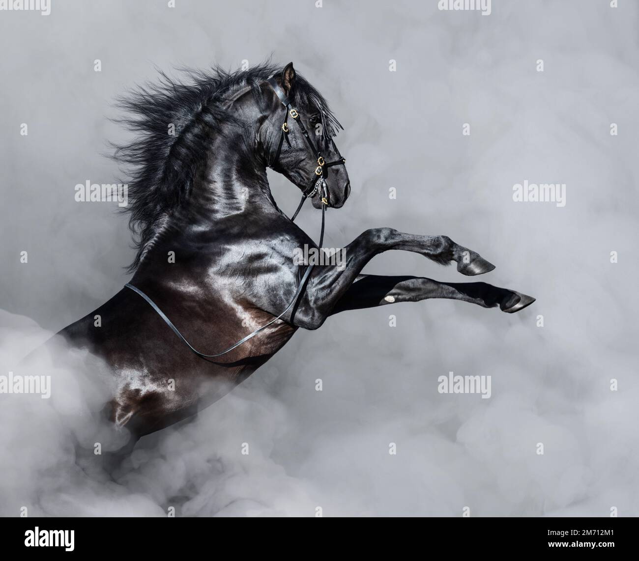 Black Andalusian horse rearing in light smoke. Stock Photo