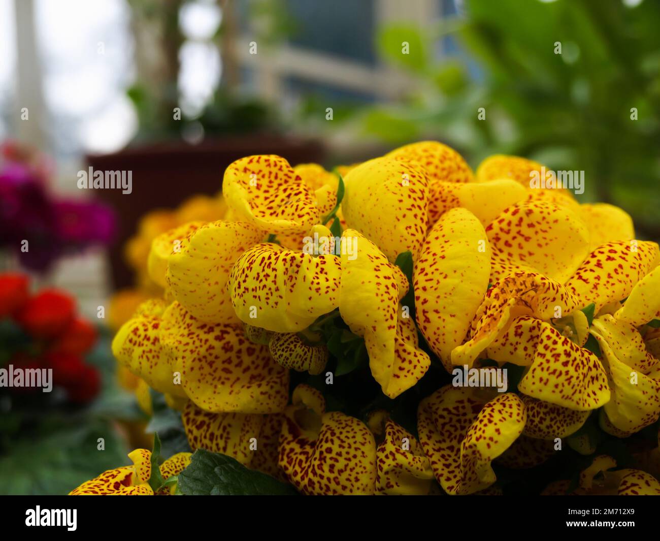 A closeup shot of blooming yellow calceolaria herbeohybrida flowers in a garden Stock Photo