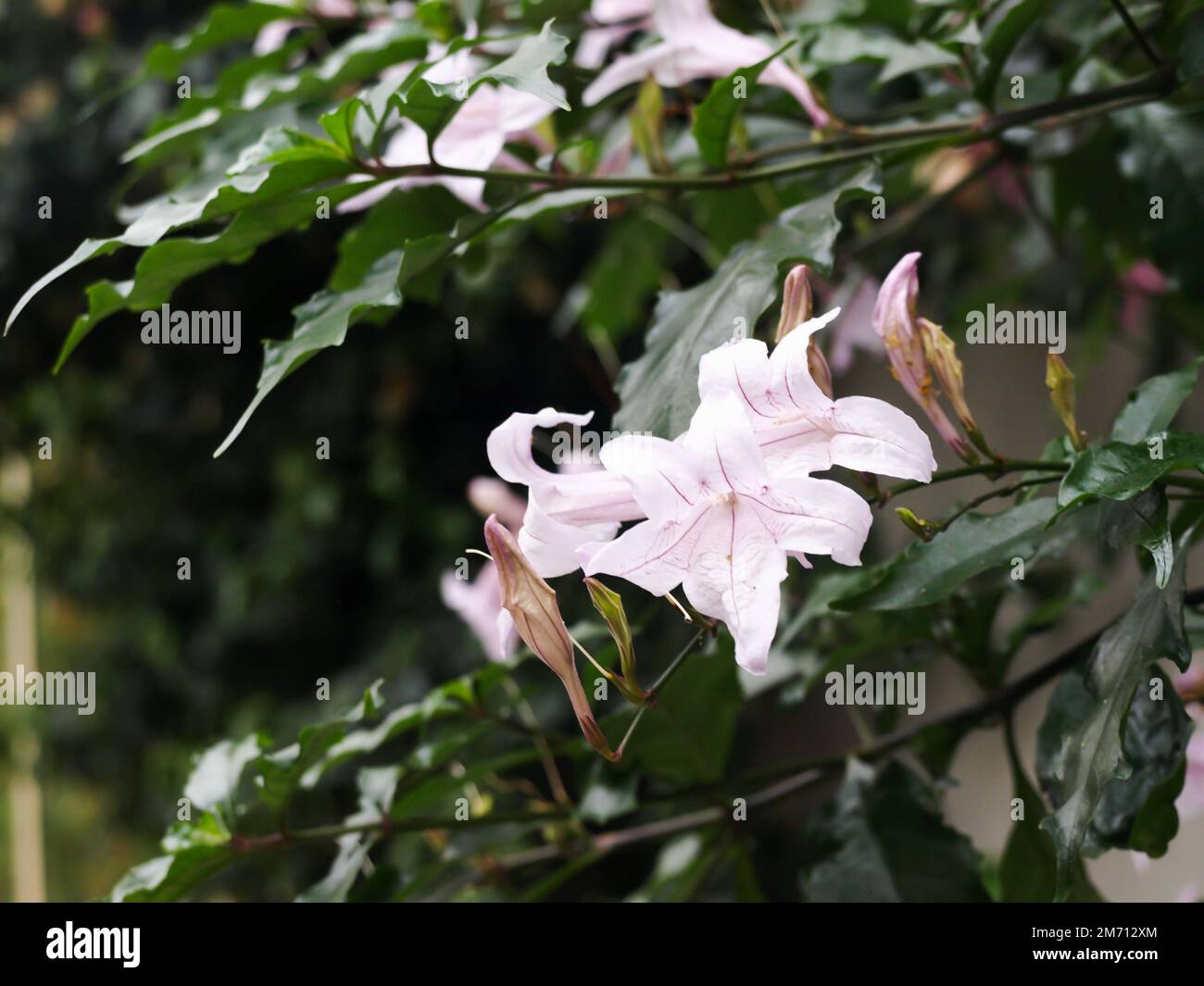 A closeup shot of a green plant with light pink Asystasia flowers Stock Photo