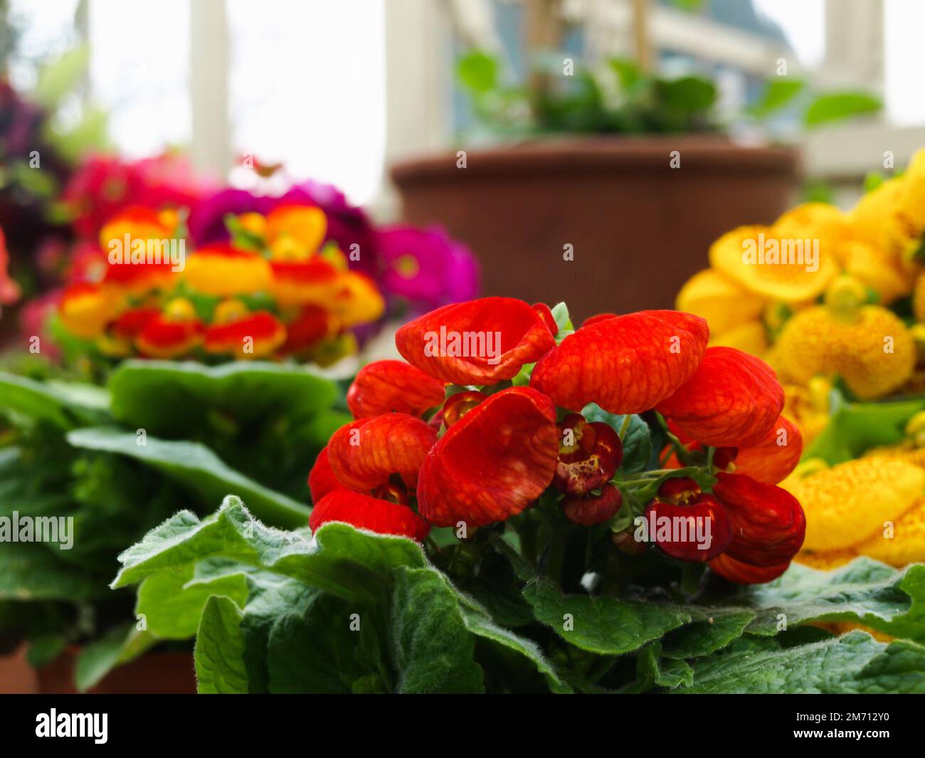 A closeup shot of blooming red calceolaria herbeohybrida flowers in a garden Stock Photo