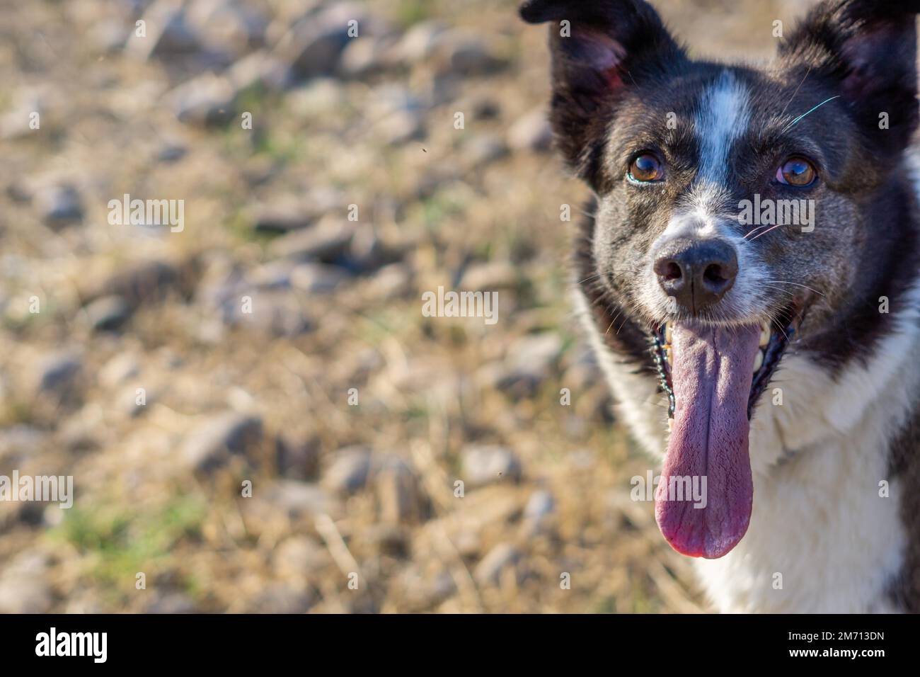 Border collie dog bathing in the river Stock Photo